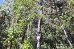 Lobelia leschenaultiana